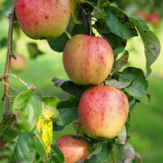 Pommes  gala (prix au Kg)