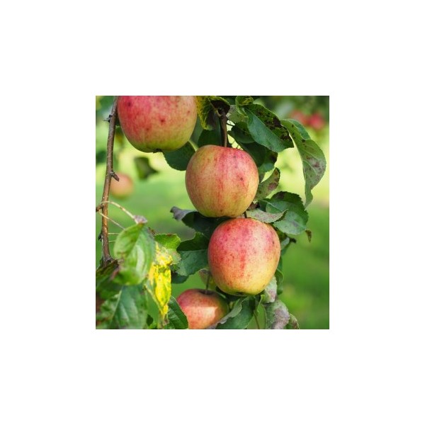 Pommes  gala (prix au Kg)