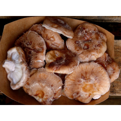 Champignons frais Shiitakes