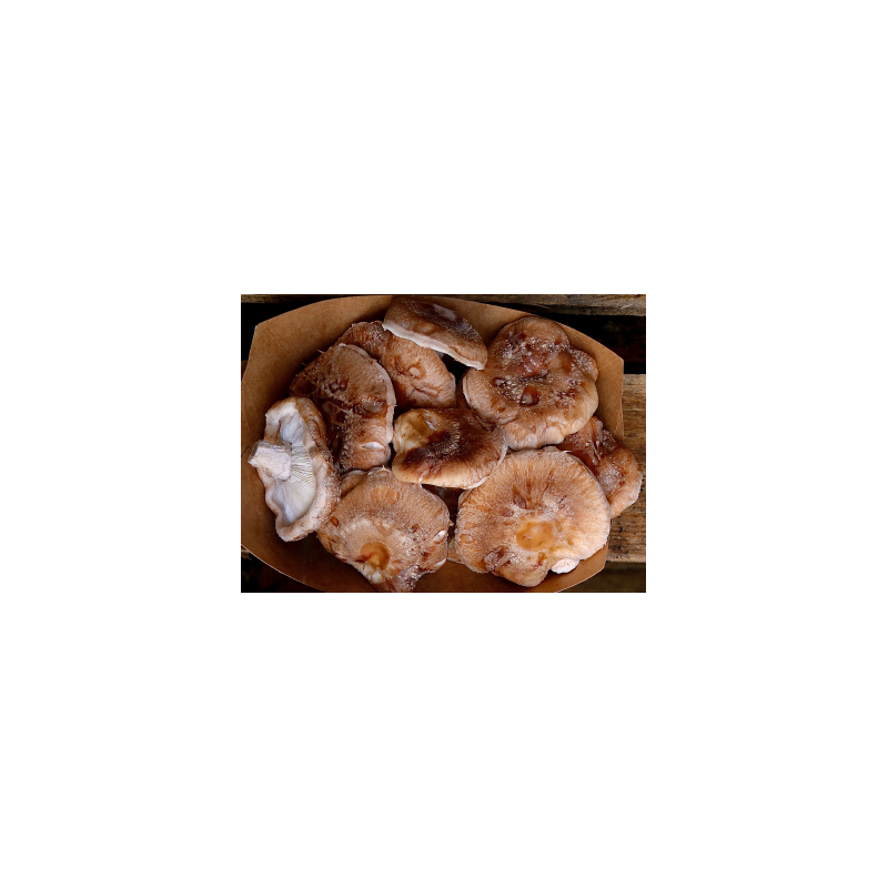 Champignons frais Shiitakes