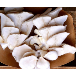 Champignons frais Pleurotes