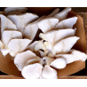 Champignons frais Pleurotes