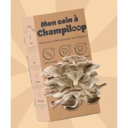 Kit de culture de pleurotes